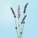 Up close photo of a sprig of lavender with one bud of flowers replaced by pencil shavings. The background is light blue.