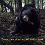 Photo of a huge angry-looking black bear in the woods. Yellow text at the bottom reads, "gross, he's all scratched bruised."