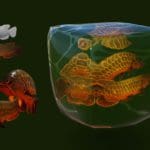 Digital rendering of a green scaled river fish with a red belly. The fish is seen in three different positions, as a monochromatic model, and swimming through water, abstracted by the ripples.