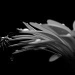 A digitally produced black and white image of a bee pollenating a flower