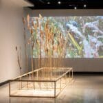 Photo of an exhibition. The walls are white, with a projection of woman in tall grass on the far wall. In the center is a case containing rows of tall grass arranged vertically.