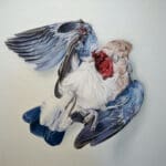 Illustration of a dead blue and white bird laying on a white background. There is an injury near its neck with organs falling out.