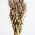 Photo of a model with their head replaced with a bunch of wheat