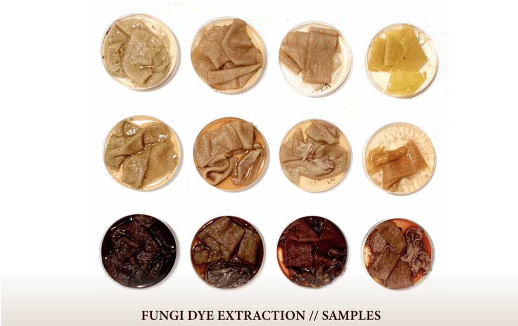 Fungi dye extraction samples from the BioDesign Mycelium Link Project