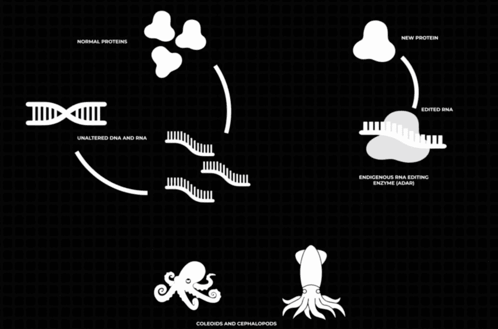 chart of how proteins are structured from the ColeoPod project