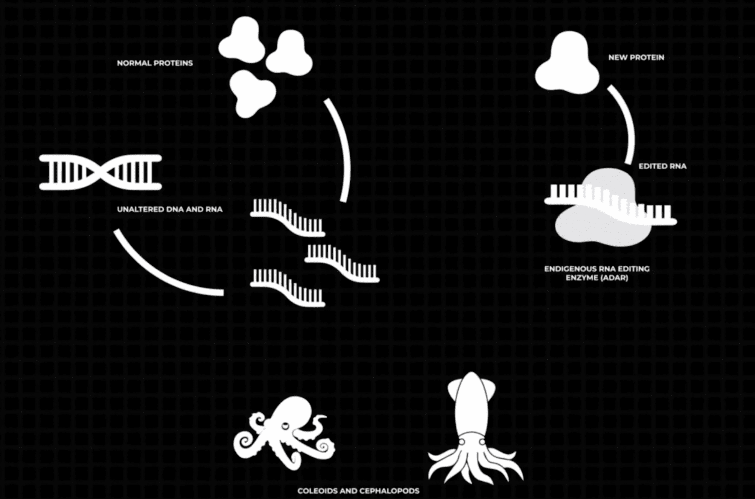 chart of how proteins are structured from the ColeoPod project