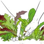 Leafy green plant with purple tips being cut with a small knife. One hand with a ring on the pointer finger holds the knife close to the stem of the plant. The other hand grasps the plant as it's cut.