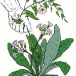 A hand reaching down from the top left, tugging on the stem of a green leafy plant. The plant has pink and purple bell-shaped flowers on it.