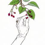 A hand picks a berry from a leafy branch. The berries on the brand are various shades of red, pink, and green, indicating different stages of ripeness.